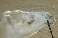 tunisia, atlas, roman, camels-22
